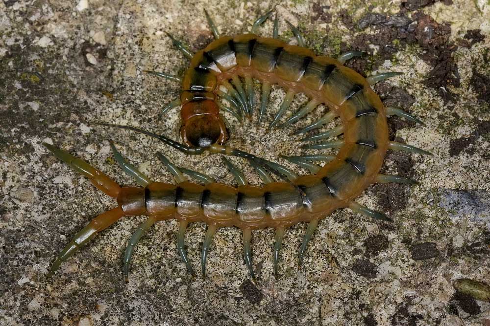 Scolopendra?